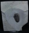 / Inch Calymene Trilobite - Rochester Shale #2144-2